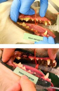 dental-before-after1