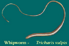 Whipworms in Dogs